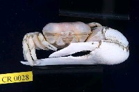 藏品(臺灣旱招潮)的圖片